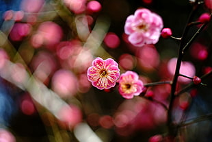 pink Cherry blossom tree HD wallpaper
