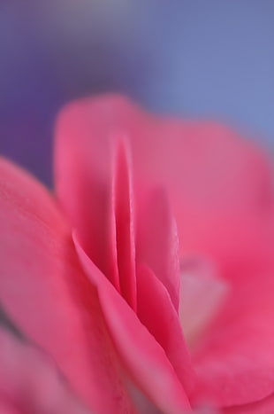 rose, petal, pink, petal of a rose HD wallpaper