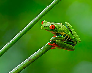 shallow focus photograph of green and yellow frog, red-eyed tree frog