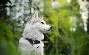 Siberian Husky