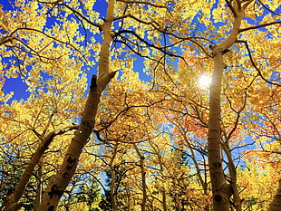 long angle photography of yellow leaf trees under blue sky