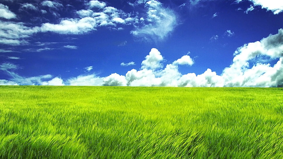 green grass and white clouds, nature, grass HD wallpaper