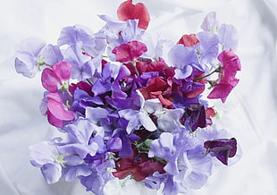 pink and purple flowers on white surface