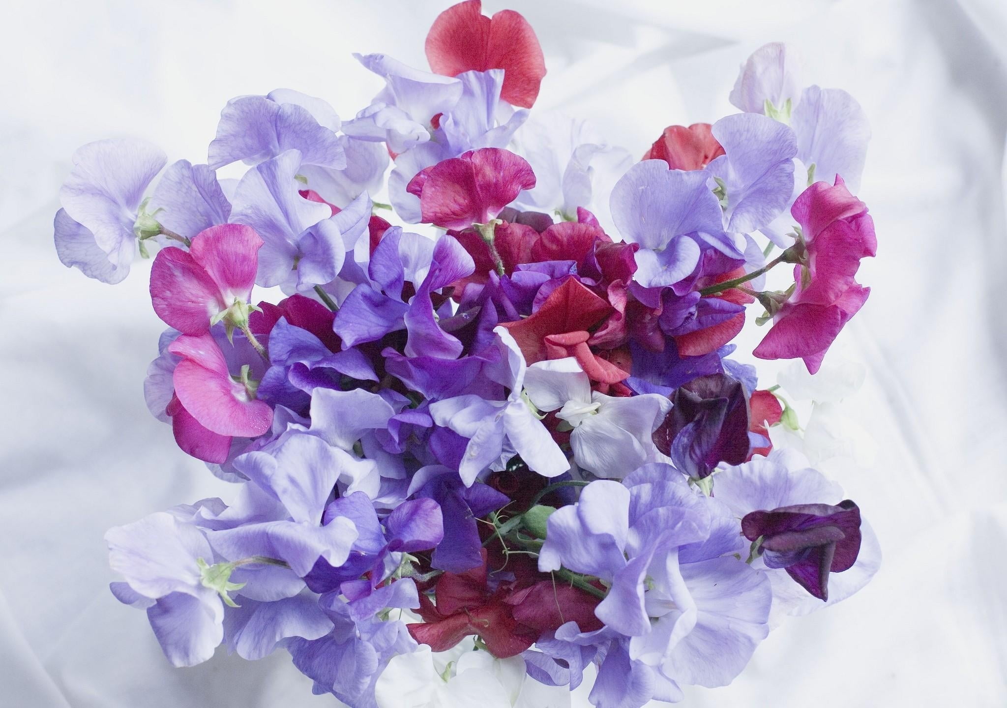 Những bông hoa màu hồng và tím đầy sắc màu sẽ mang tới cho bạn không gian tươi trẻ và ngọt ngào. Bạn sẽ cảm thấy dễ chịu và thư giãn hơn khi ngắm nhìn những bông hoa rực rỡ này trong bộ sưu tập Pink and Purple Flowers.