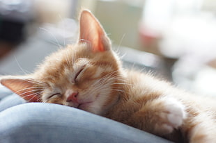 orange kitten sleeping HD wallpaper