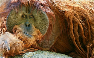 brown ape portrait HD wallpaper