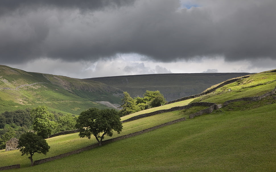 green meadow under cumulus clouds HD wallpaper