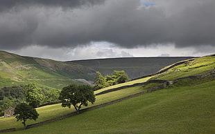 green meadow under cumulus clouds