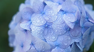 close-up photo of blue petaled flower with water dew, purple, hydrangea, flowers, dew