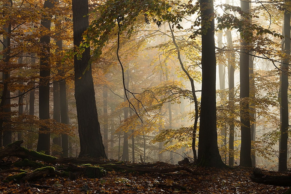 green leafed tree lot, landscape, forest, sunlight, fall HD wallpaper