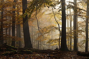 green leafed tree lot, landscape, forest, sunlight, fall