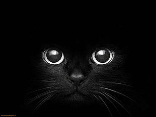 black cat digital wallpaper, cat, monochrome, dark, animals