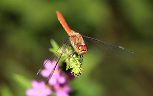 orange dragonfly on green leaf