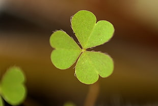 focused photo of green clover