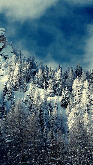 mountain with pine trees and snow