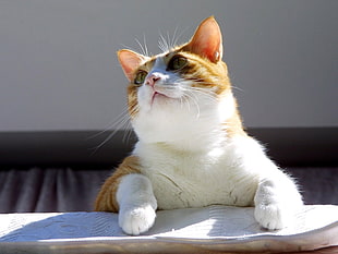 close up photo of orange tabby cat