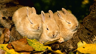 three brown rabbits sleeping on tree brunch