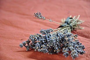 close photograph purple plant on orange textile