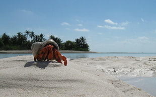 red crab on seashore