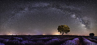 tree with sky plenty of stars as background photography HD wallpaper