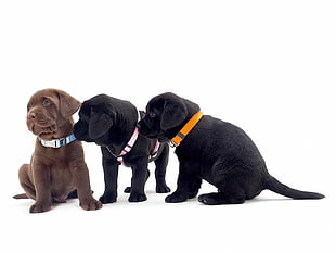 two short-coated black and one tan puppies