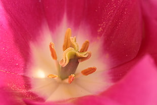 macro photo of pink Tulip flower HD wallpaper