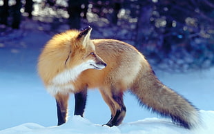 brown Fox on snow