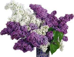 purple and white petaled flowers