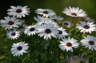 white Daisy flowers wallpaper
