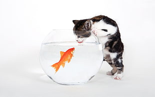 calico kitten leaning on clear glass fish bowl with gold fish inside