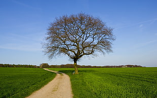 photo of empty road beside tree on green grass field