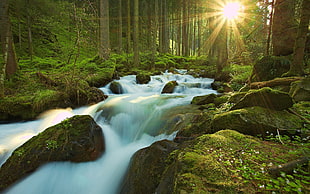 time-lapse photography of water stream in forest with sunlight