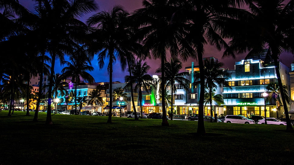 silhouette of palm trees, palm trees, South Beach, Miami, Florida HD wallpaper
