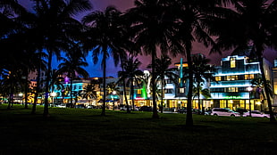silhouette of palm trees, palm trees, South Beach, Miami, Florida HD wallpaper