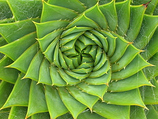 green succulent plant