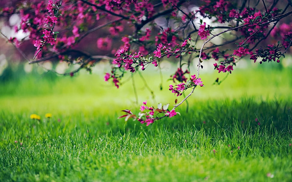 pink clustered flowers near green grass field at daytime HD wallpaper