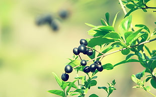 closeup photography of round black fruitsa