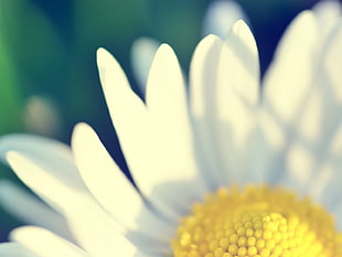 white daisy, flowers, green, yellow, white