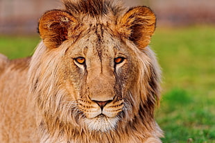 macro shot photography of brown Lion