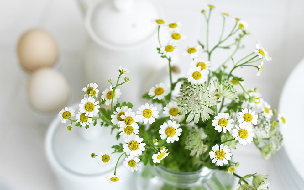 white and yellow flowers HD wallpaper