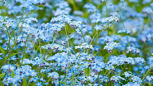 selective photography of blue petaled flowers