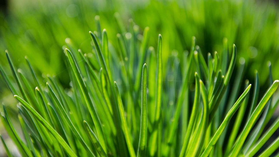 green grass, plants HD wallpaper