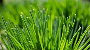 green grass, plants