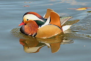 brown, white, and green bird on water
