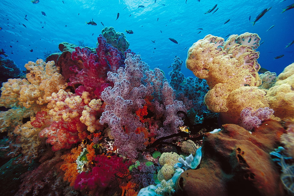 assorted coral reef under water HD wallpaper