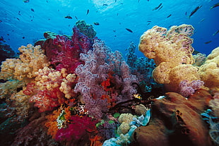 assorted coral reef under water HD wallpaper