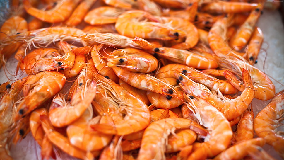shrimp lot HD wallpaper