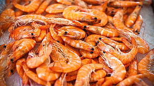 shrimp lot