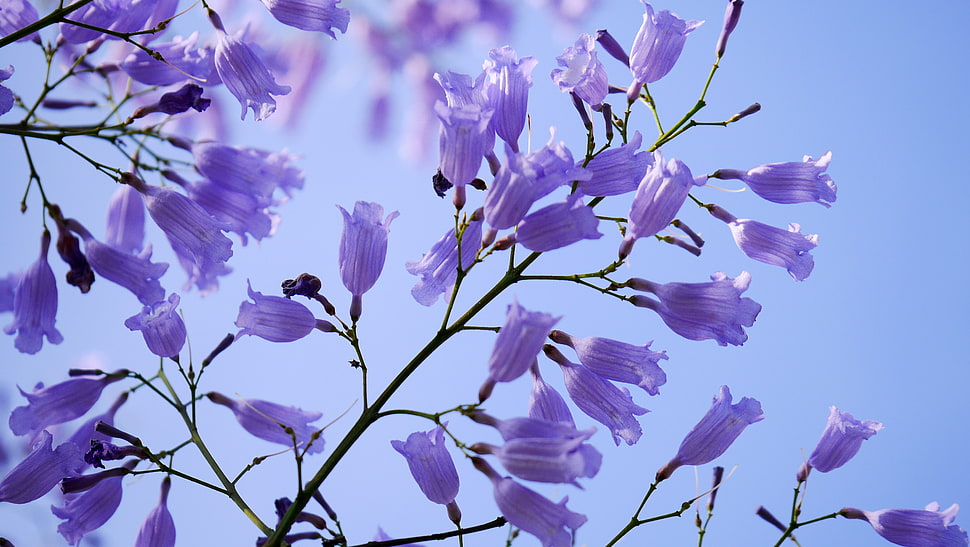 purple petaled flowers in closeup photography HD wallpaper