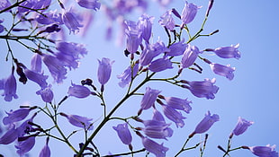 purple petaled flowers in closeup photography